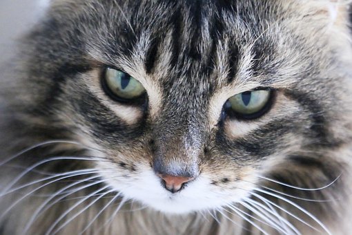 Free Cat Head photo and picture