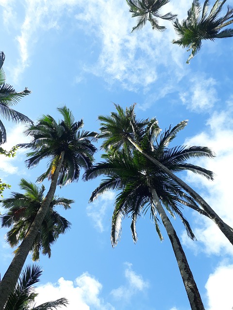nature, mauritius, botanical garden, mauritius, mauritius, mauritius, mauritius, mauritius