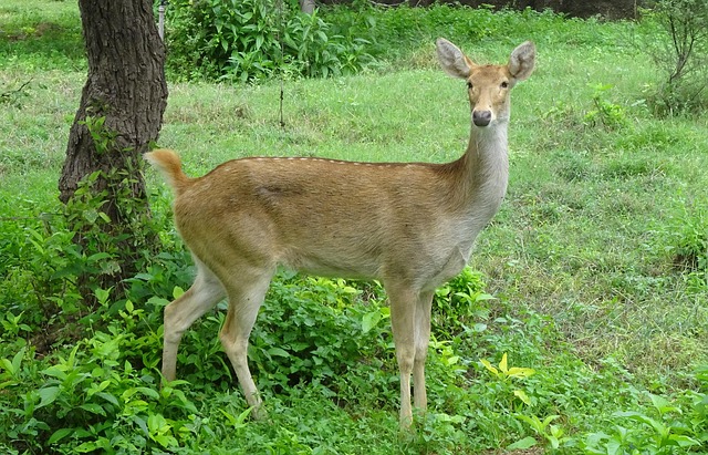 7+ Free Barasingha & Swamp Deer Images - Pixabay