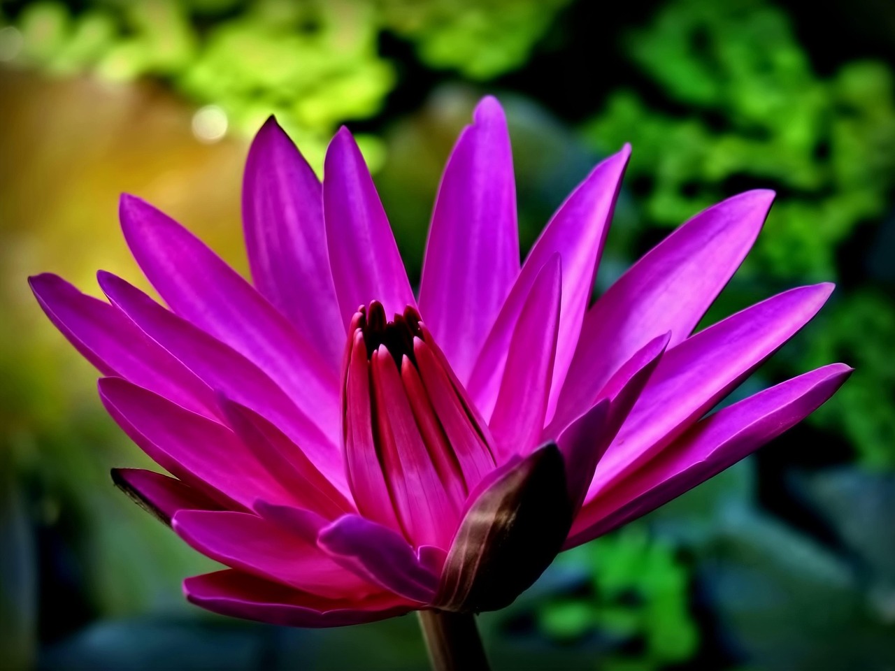 Water Lily Flower Blossom Free photo on Pixabay Pixabay