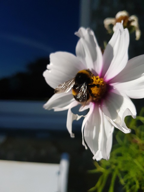 Free Bee Bumblebee photo and picture
