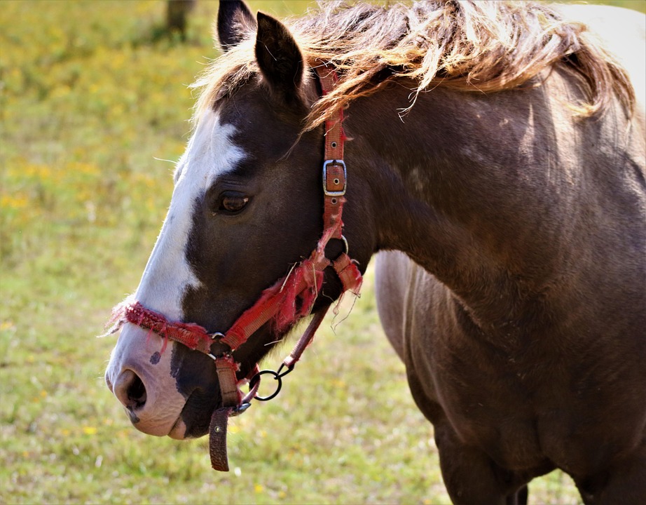  Pferd Pferde Natur - Kostenloses Foto auf Pixabay 