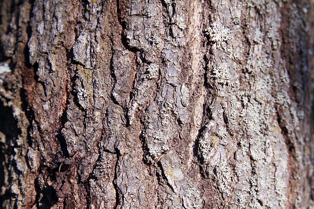 Free Tree Wallpaper 4K photo and picture