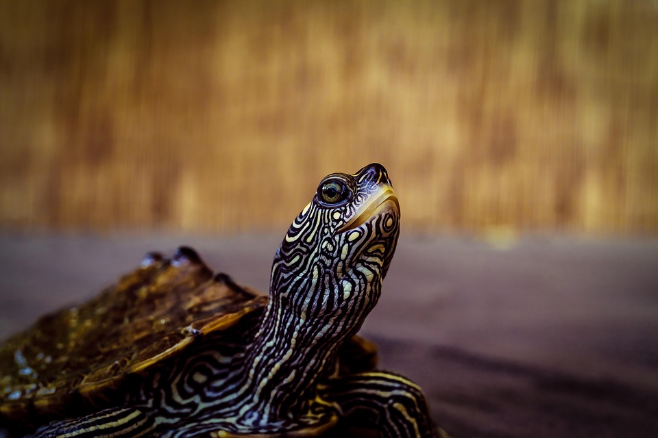 Turtle Reptile Shell Free photo on Pixabay Pixabay