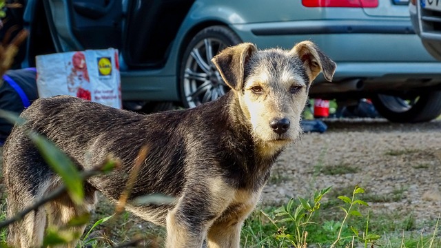 Free Puppy Kutyus photo and picture