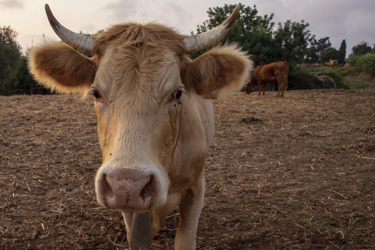 Vaca Animal Naturaleza - Foto gratis en Pixabay