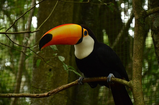 Brasil, Pássaro, Tucano, Natureza