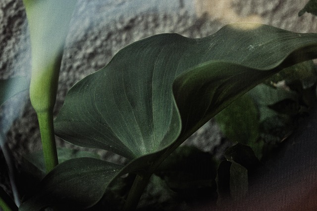 Flores, Fondo De Pantalla Gratis