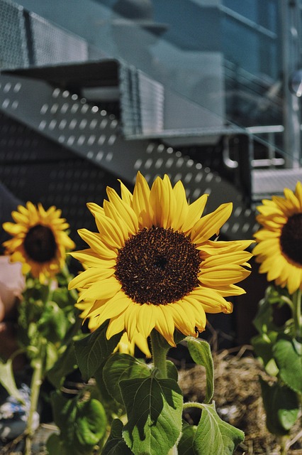 Girasol, Jardín, Atención, Focus