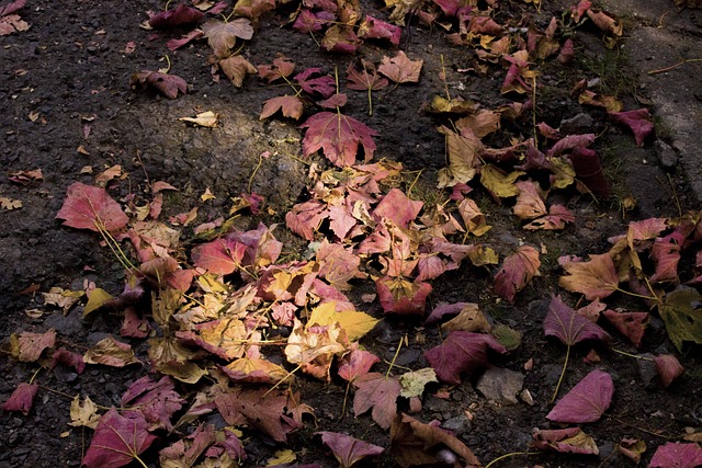 Free Colorful Autumn photo and picture