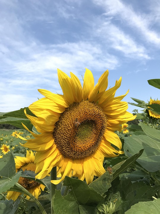 Sunflower Flower Nature - Free photo on Pixabay - Pixabay