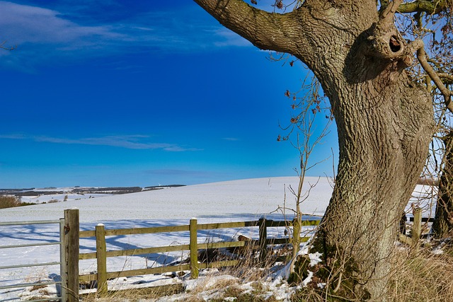 Árbol, Nieve, Paisaje, Frío, Árboles