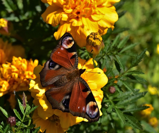 Sommerfugl, Blomst Tapet, Natur