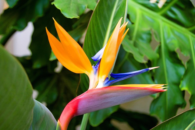 Oiseau De Paradis, Strelitzia