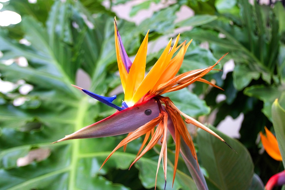 Strelitzia Fleur Du Paradis - Free photo on Pixabay
