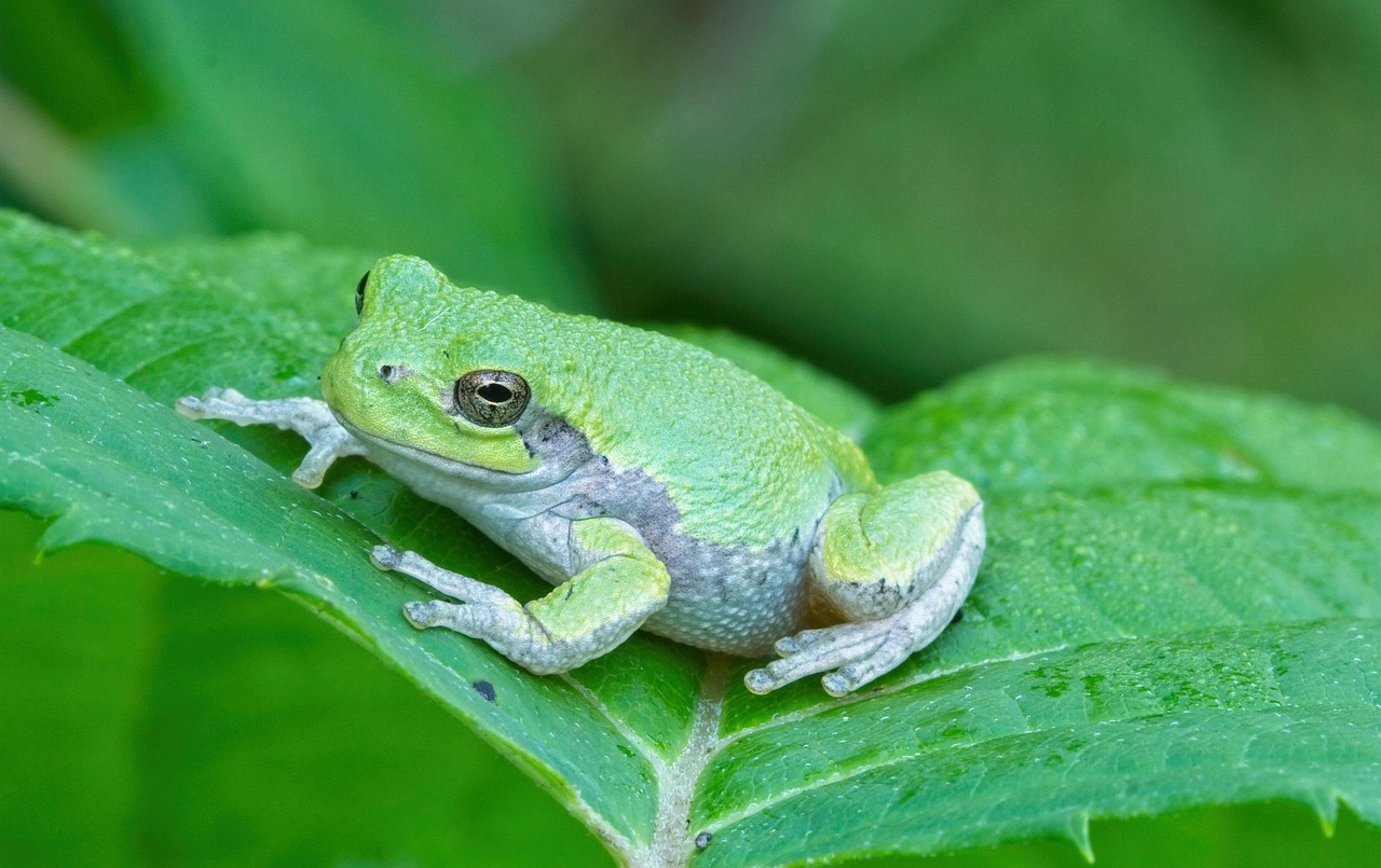 Tree Frog - free online jigsaw puzzle photo