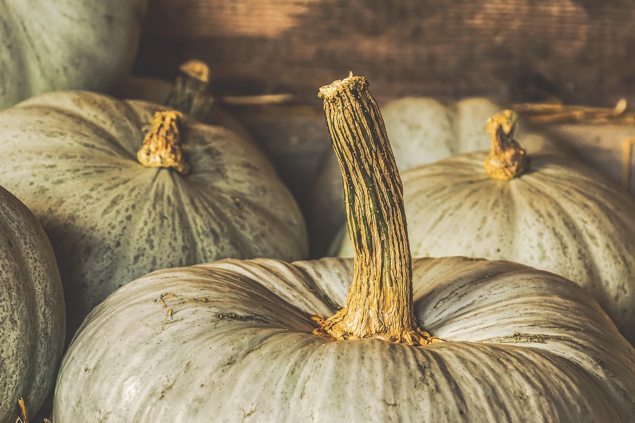 Pumpkin - free online jigsaw puzzle photo