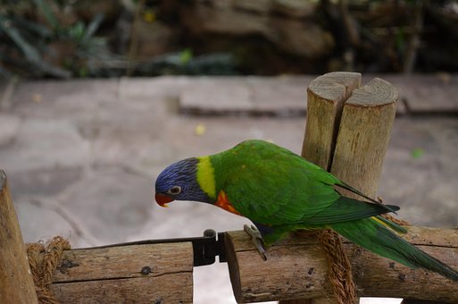 Free Bird Parrot photo and picture
