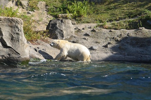 Free Icebear Water photo and picture