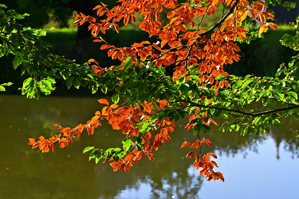 Fall Leaves Autumn Color - Free photo on Pixabay