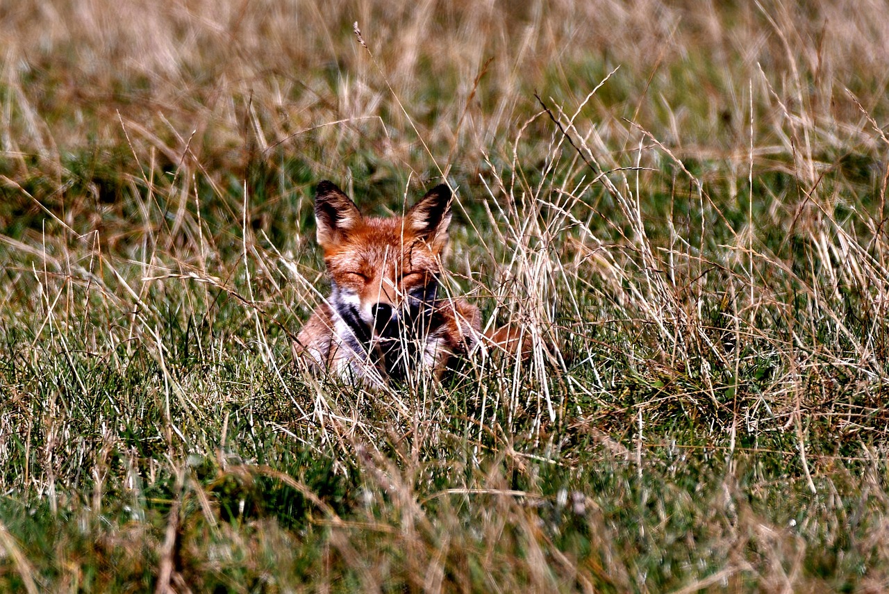 Räv Predator Vilda - Gratis foto på Pixabay - Pixabay
