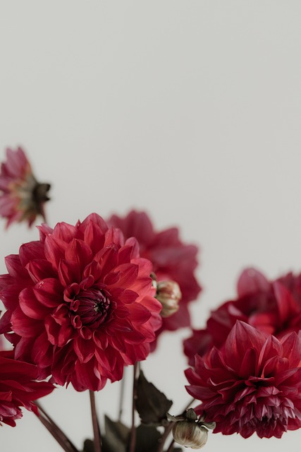 Dahlias, พื้นที่เชิงลบ, ยังมีชีวิตอยู่