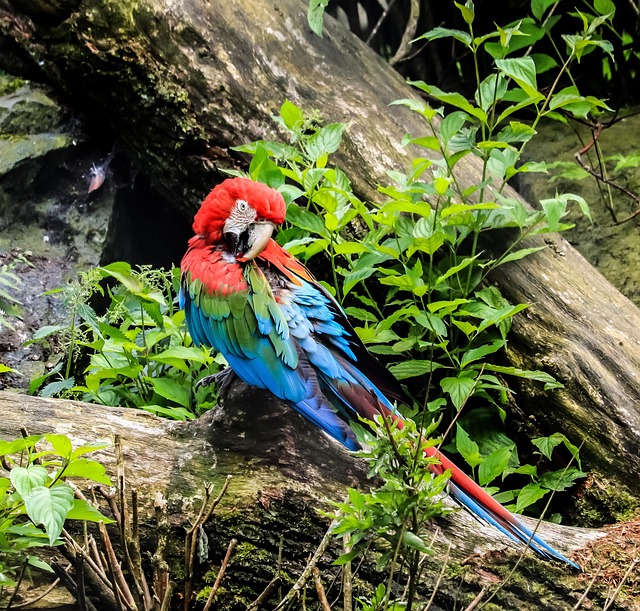 Papagei, Vogel, Tier, Bunt