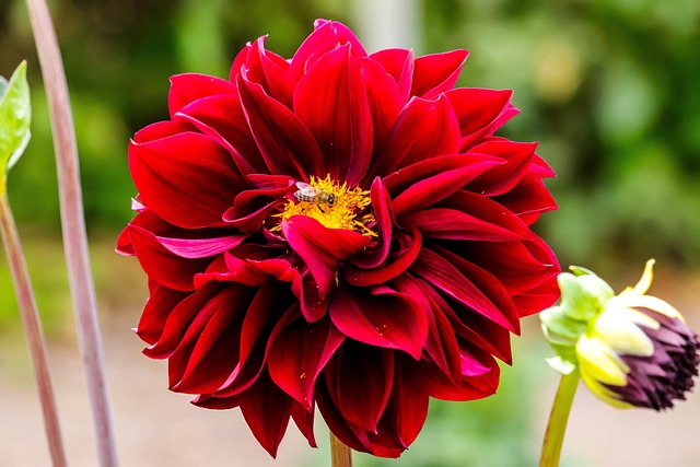 Blume, Blüte, Natur, Dahlie