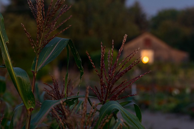 Download free HD stock image of Evening Garden Free Evening Garden photo and picture