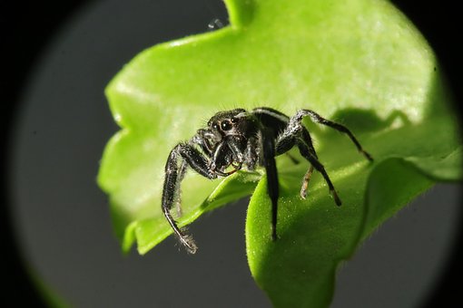 Free Arachnid Insect photo and picture