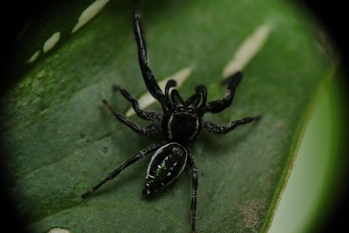 Free Arachnid Spider photo and picture