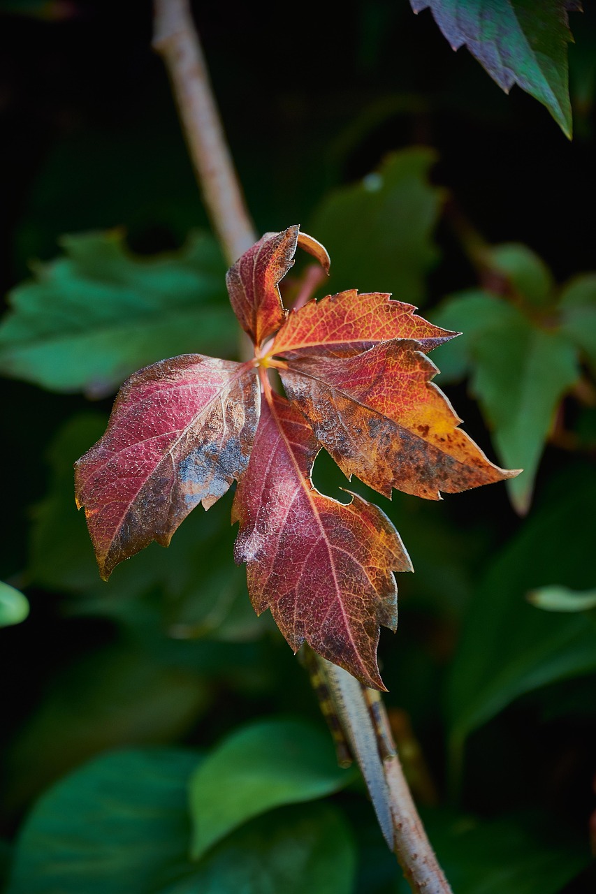 Autumn Dry Leaves Sheets Free photo on Pixabay Pixabay