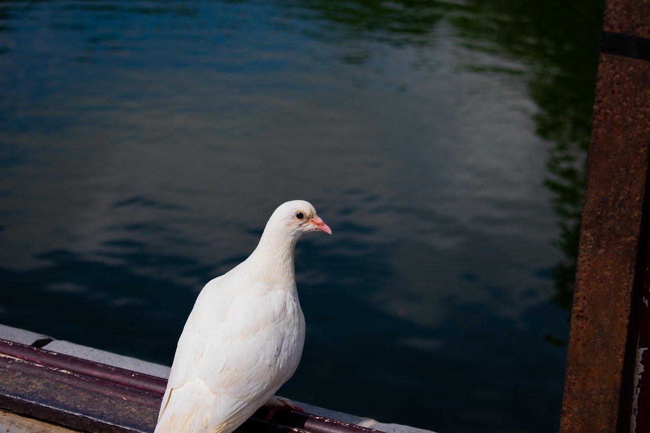 Bird - free online jigsaw puzzle photo