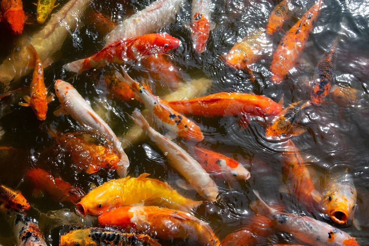 Fish - free online jigsaw puzzle photo