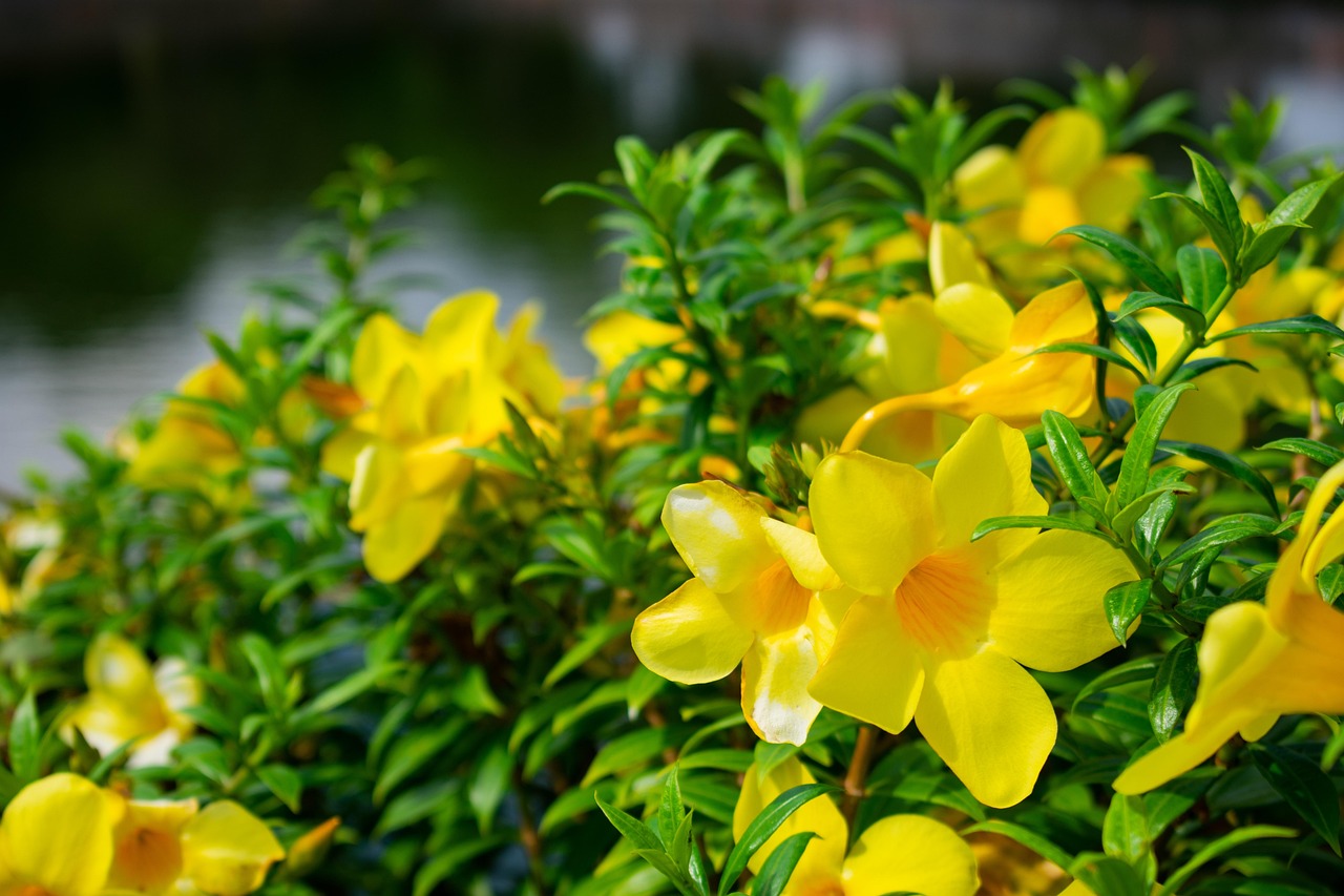 Flowers - free online jigsaw puzzle photo