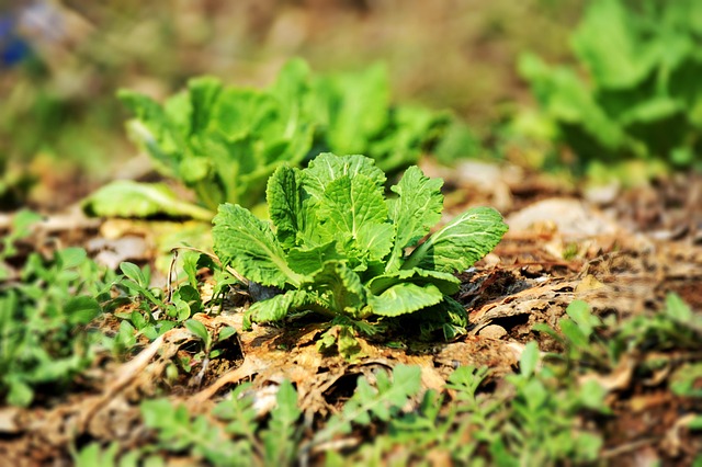 Free Grass Chinese Cabbage photo and picture