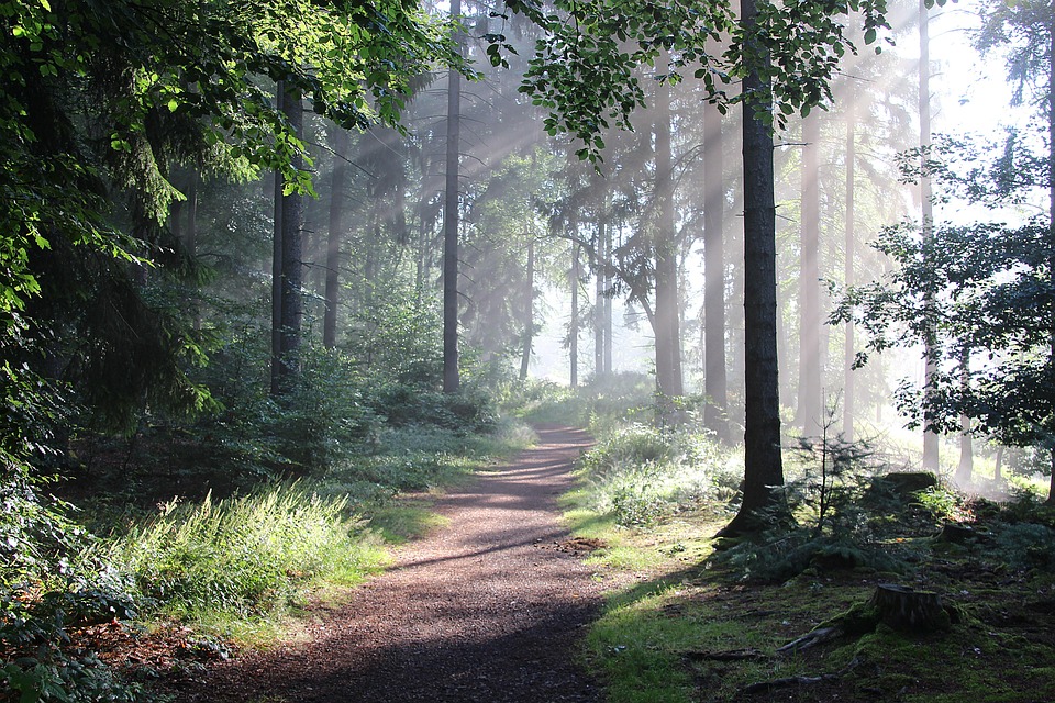 forest-4495701_960_720.jpg