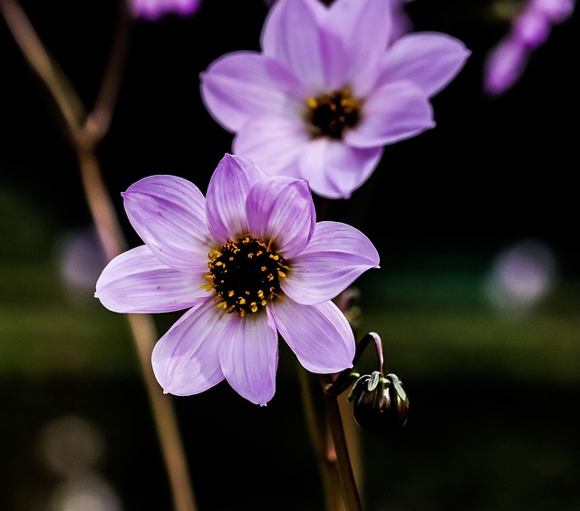 Blume, Blumen Hintergrund, Schöne Blumen