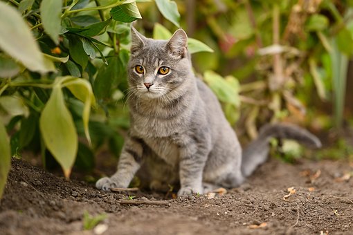 Grau, Tier, Katze, Laub, Haustier, Sicht