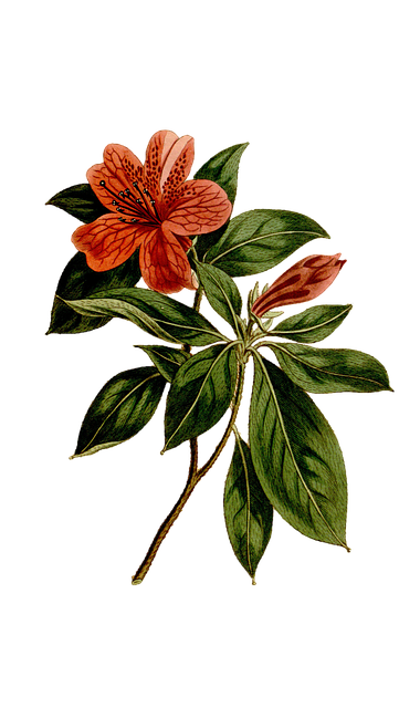 Blume, Jahrgang, Rhododendron, Kunst