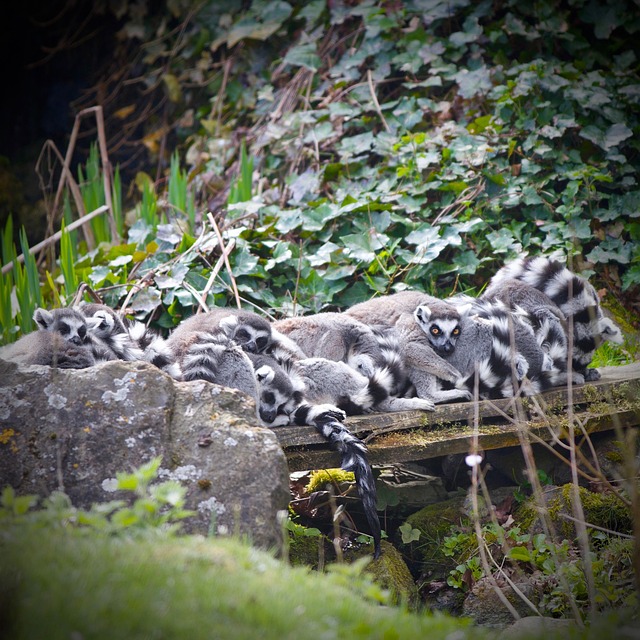 Free Lemur Ring-Tailed Lemur photo and picture