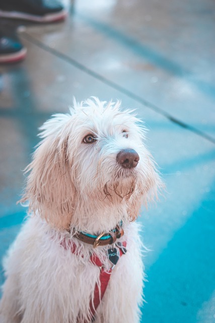 Dog, pet, adorable and animal — photo by Ernest_Roy