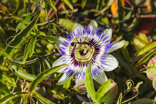 Free Passion Flower Flower photo and picture