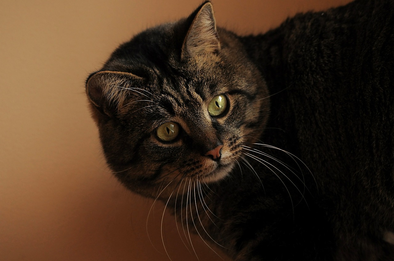 Cat - free online jigsaw puzzle photo