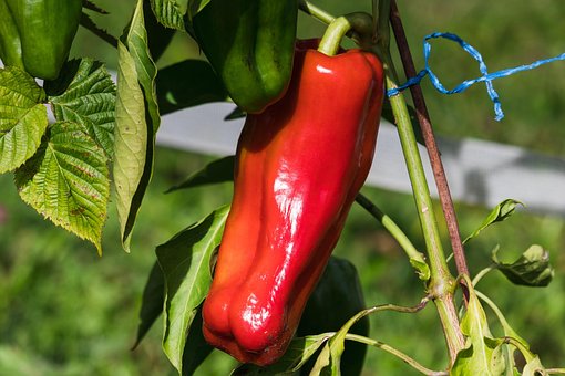 Free Paprika Plant photo and picture