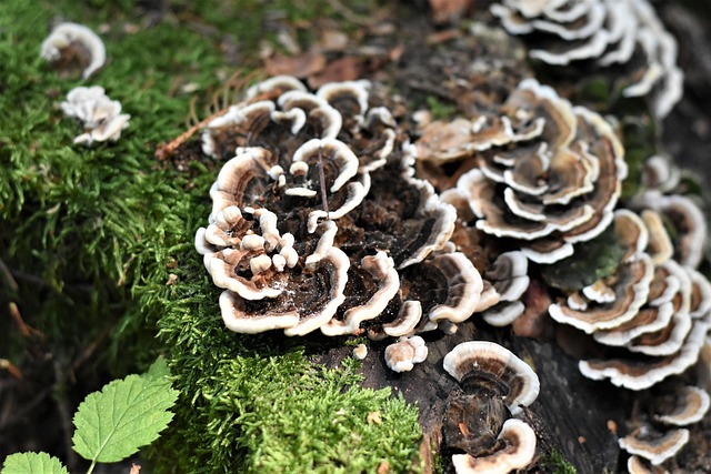 Download free HD stock image of Mushroom Mushrooms Free Mushroom Mushrooms photo and picture