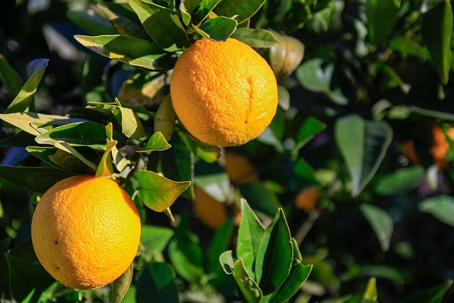 Free Spring Orange photo and picture