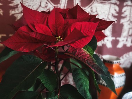 Weihnachten, Pflanze, Weihnachtsstern