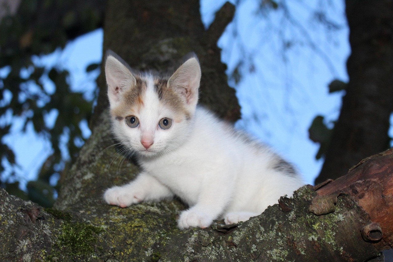 超过 50000 张关于“Kitty Cats”和“猫”的免费图片 - Pixabay