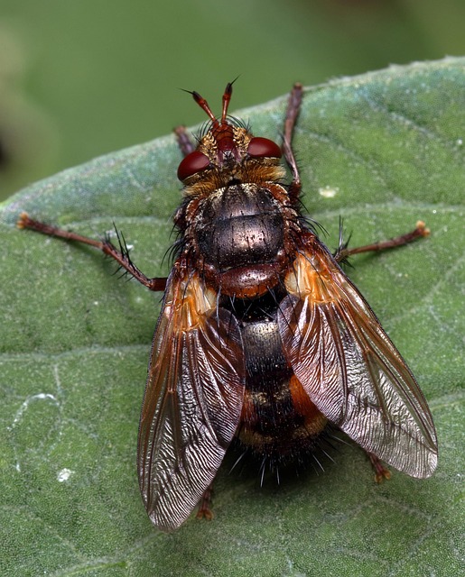 Free Tachinid Fly Insect photo and picture